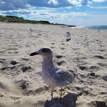 Bobolinlove W Bobolinie Bobolin