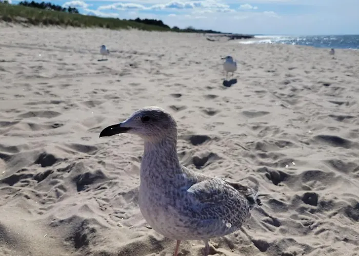 Bobolinlove W Bobolinie בובולין