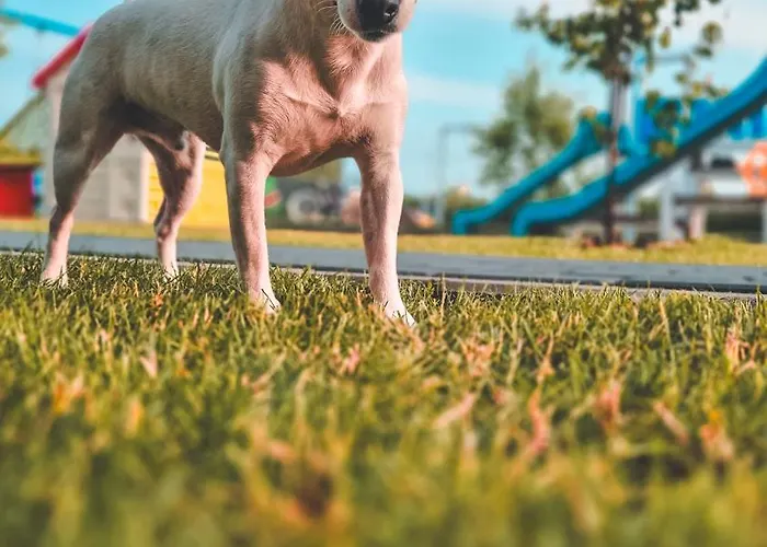 Bobolinlove W Bobolinie